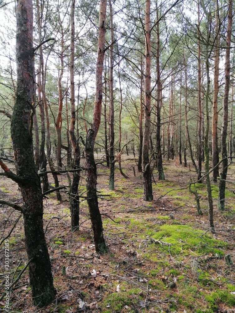 Wildlife Sunny day in young forest with pines and firs Wildlife Sunny day in young forest with pines and firs