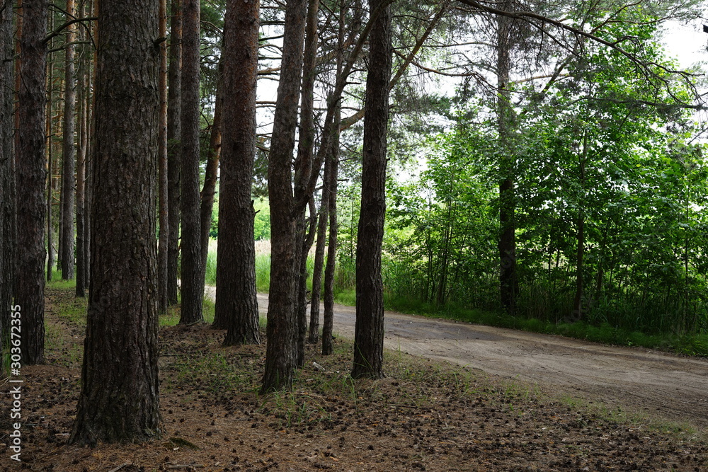 Fototapeta premium forest
