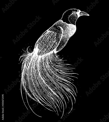 Bird of paradise sketch, vector illustration. Hand drawn purple bird of paradise. Engraved illustration. Hand drawn sketch.