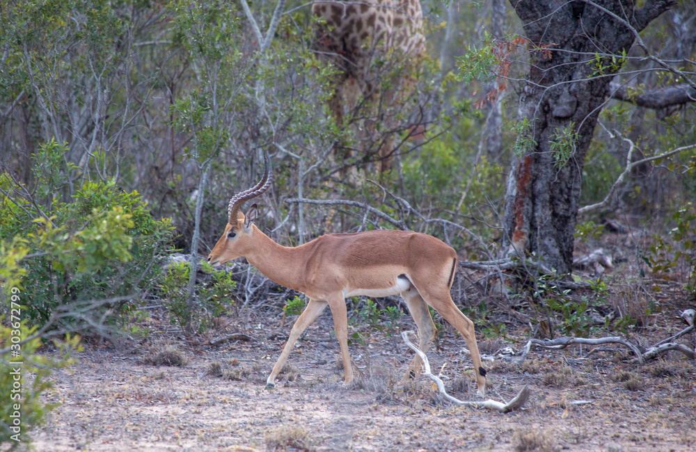 Impalas in South Africa, Sabi Sabi Impalas in South Africa, Sabi Sabi