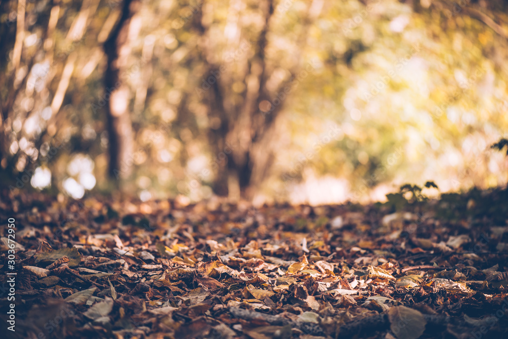 Autumn picture in the forest, leaves, see-through, sun rays, city park, background concept, Baanakkerspark, dreamy, idyllic, brown, orange and yellow colors, space for text Autumn picture in the forest, leaves, see-through, sun rays, city park, background concept, Baanakkerspark, dreamy, idyllic, brown, orange and yellow colors, space for text