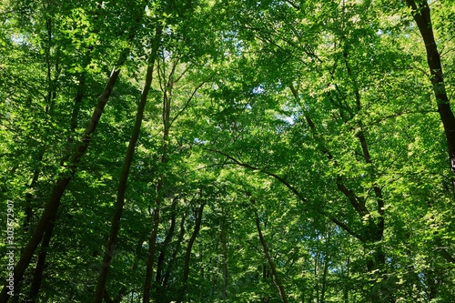 Green leaves of a trees in a forest