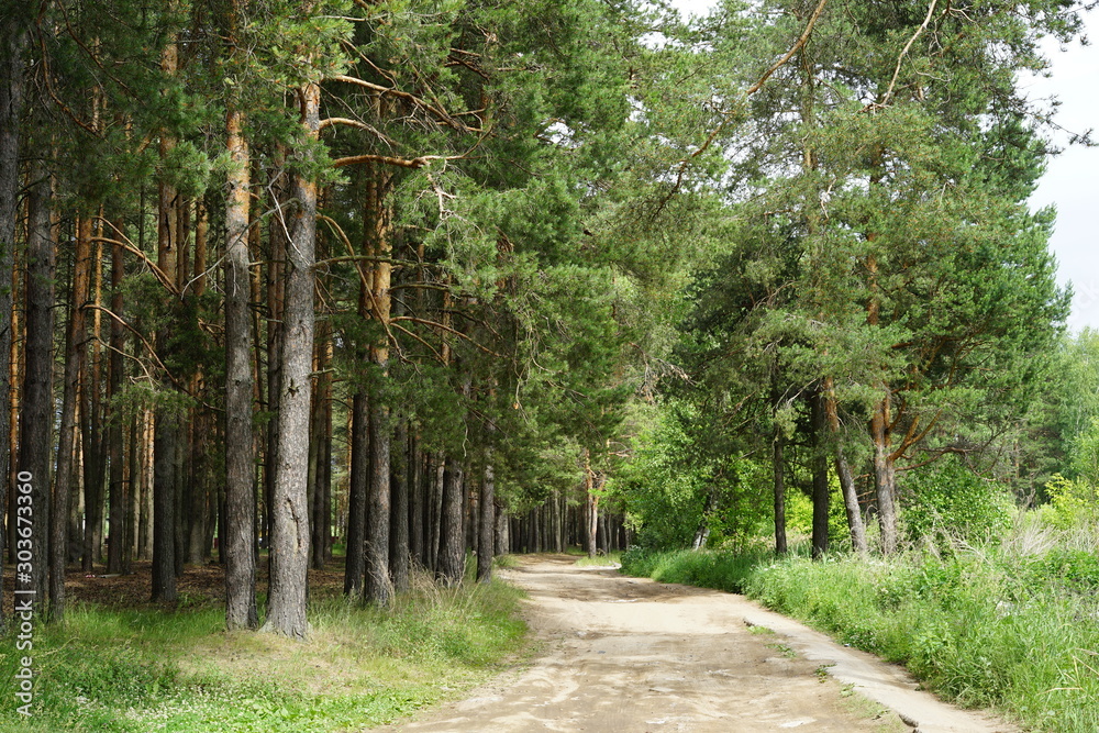 Fototapeta premium forest