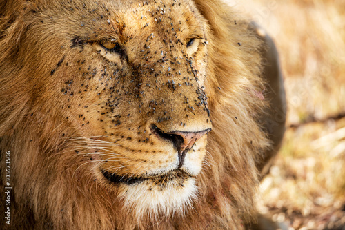 Portrait of male Lion covered with flies in Masai Mara, Kenya, Africa. photo