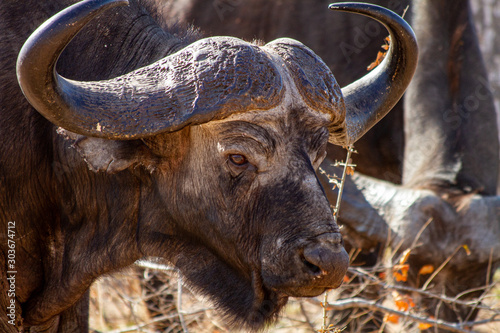 buffalo, Sabi Sabi, South Africa