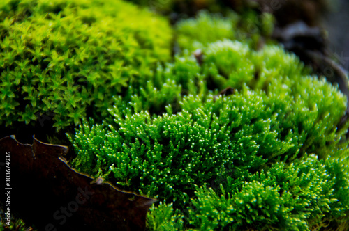  Green moss on a rainy autumn day © Hanna Ohnivenko