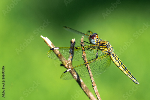 Banded groundling dragonfly (Brachythemis leucosticta) resting on a branch twig, Entebbe, Uganda