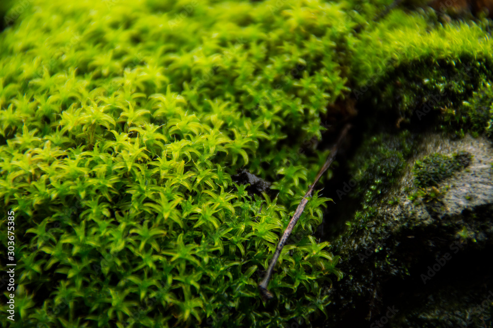 Green moss on a rainy autumn day Green moss on a rainy autumn day