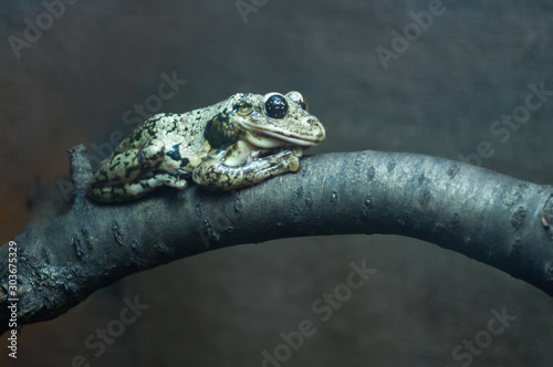 frog. in habitat. concept: boredom, expectation photo