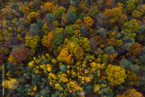 Forêt de Saint Germain en Laye au couleurs de l'automne