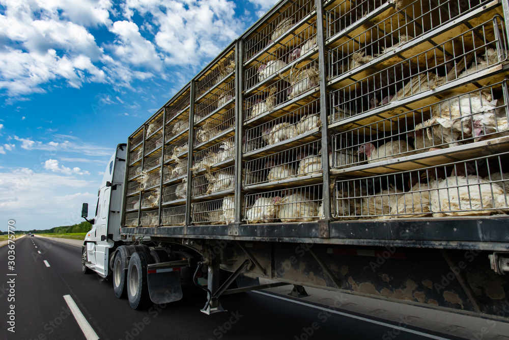 Φωτογραφία low angle and rear view of a transportation turkey truck on the roads, lot of white turkeys in cages, The process of transporting poultry from the farm to the slaughterhouse