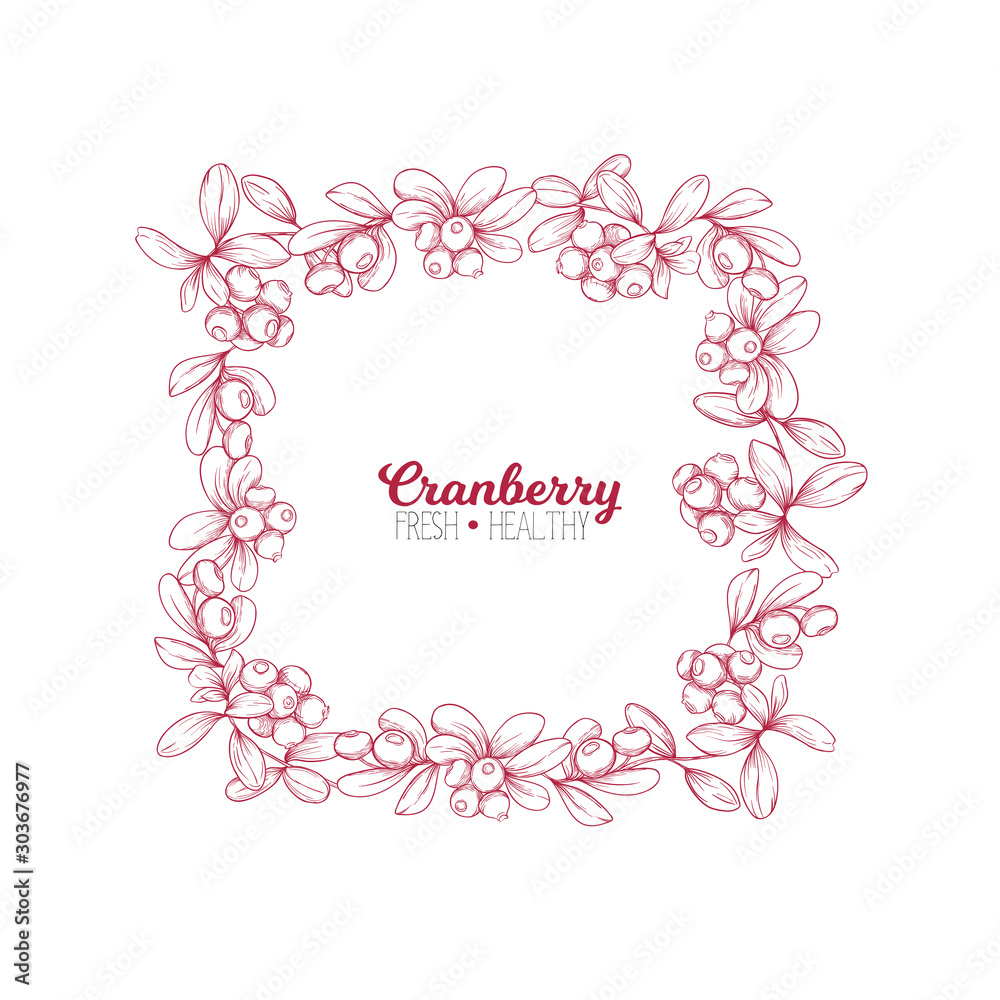 Cranberry. Element for design. Good for product label. Colored vector illustration. Graphic drawing, engraving style. Vector illustration.