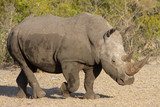 White Rhino, South Africa