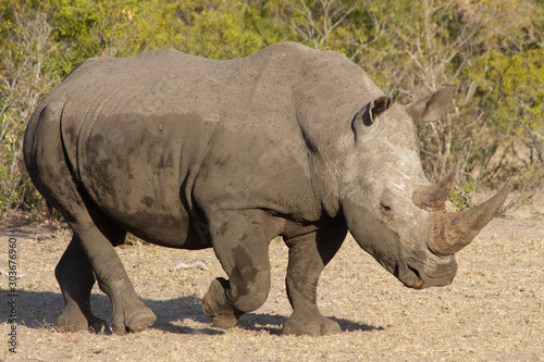 White Rhino  South Africa