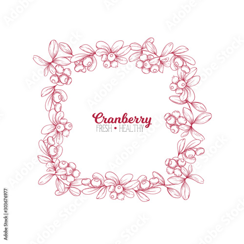 Cranberry. Element for design. Good for product label. Colored vector illustration. Graphic drawing, engraving style. Vector illustration.