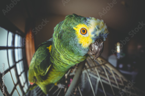 Papagaio photo