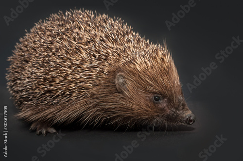 Hedgehog, isolated on black background.