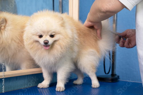 groomer makes a spitz breed haircut with comb in grooming salon.
