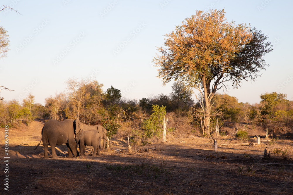 Fototapeta premium Elephant Family, South Africa