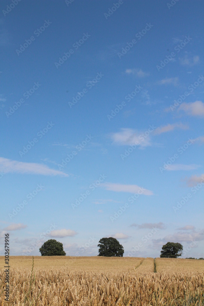 Cornfield ripening in summer sunshine on a summers evening with blue sky and clouds over a maize field in Britain Cornfield ripening in summer sunshine on a summers evening with blue sky and clouds over a maize field in Britain