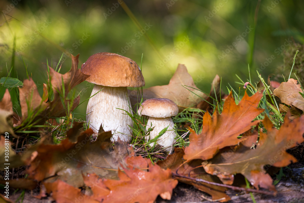 White mushrooms in the woods, on a background of leaves, bright sunlight White mushrooms in the woods, on a background of leaves, bright sunlight