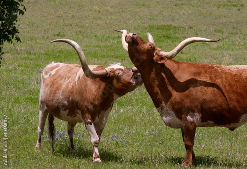 Amorous Longhorns