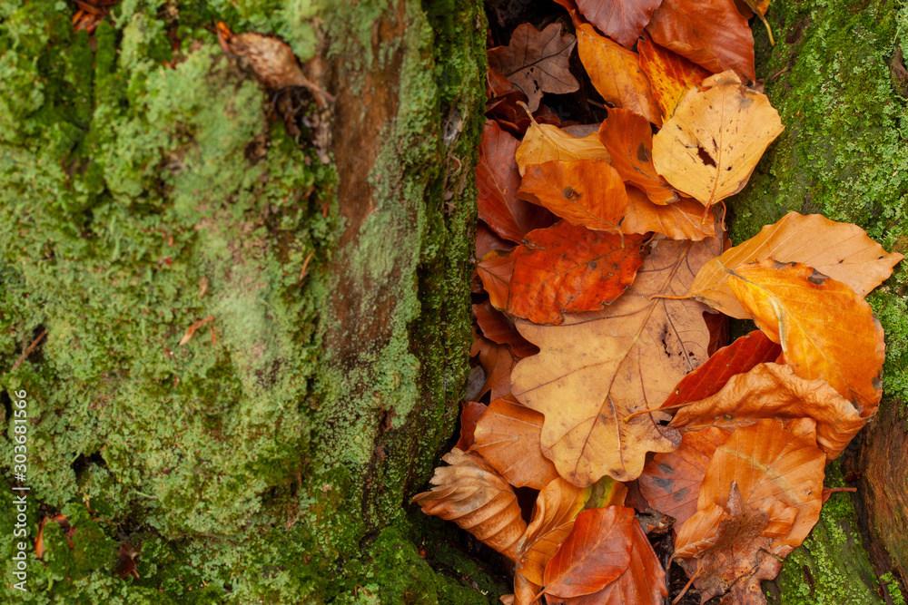 Autumn leaves on a moss covered tree