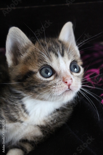 chaton tigré