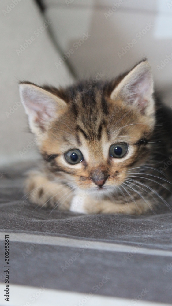Chaton tigré Chaton tigré