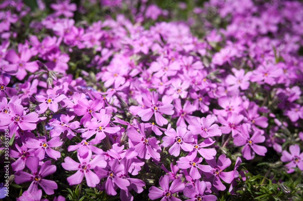 pink flowers growing in natural conditions. background. pink flowers growing in natural conditions. background.