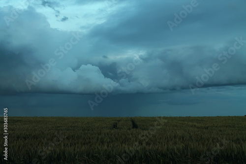 Field of wheat under the stormy skies