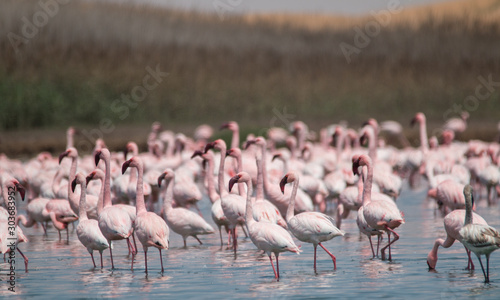 Flamingos at lakes in the dunes, Walvis Bay, Namibia, Africa