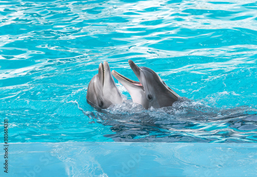 Dolphins. Two bottlenose dolphins in the water