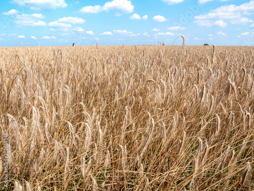 wheat field, spikelets. background. photo