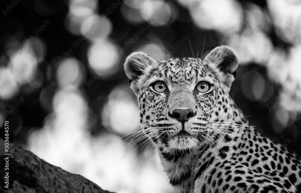 Fototapeta premium Beyond Beauty Mono