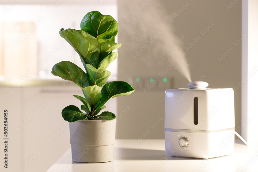 Φωτογραφία Air humidifier on the table at home, water steam direction to a houseplant - Ficus lyrata