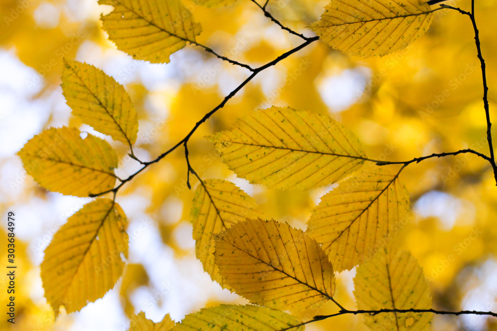 yellow autumn tree, close-up