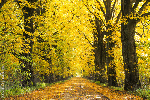 autumnal road, fallen leaves, sunny day © vadimborkin