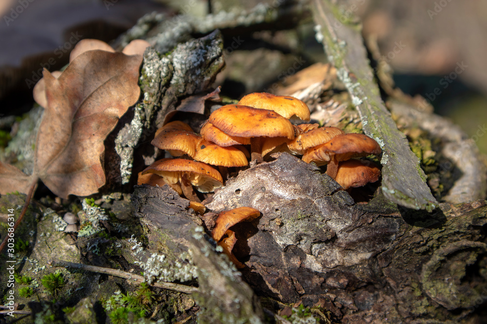 Flammulina velutipes mushroom on wooden log on dark bark Flammulina velutipes mushroom on wooden log on dark bark