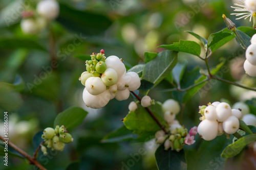 Detail of snow berries white on Symphoricarpos albus branches, beautiful ornamental ripened autumnal white fruits photo
