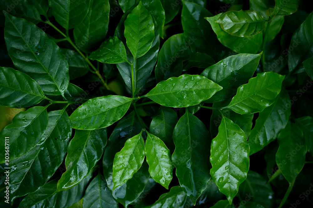 Coffee leaves closeup at nursery plantation. - obrazy, fototapety, plakaty 