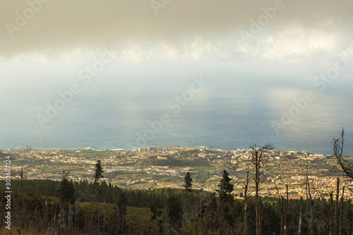 vegetation on the volcano teide Canary Islands