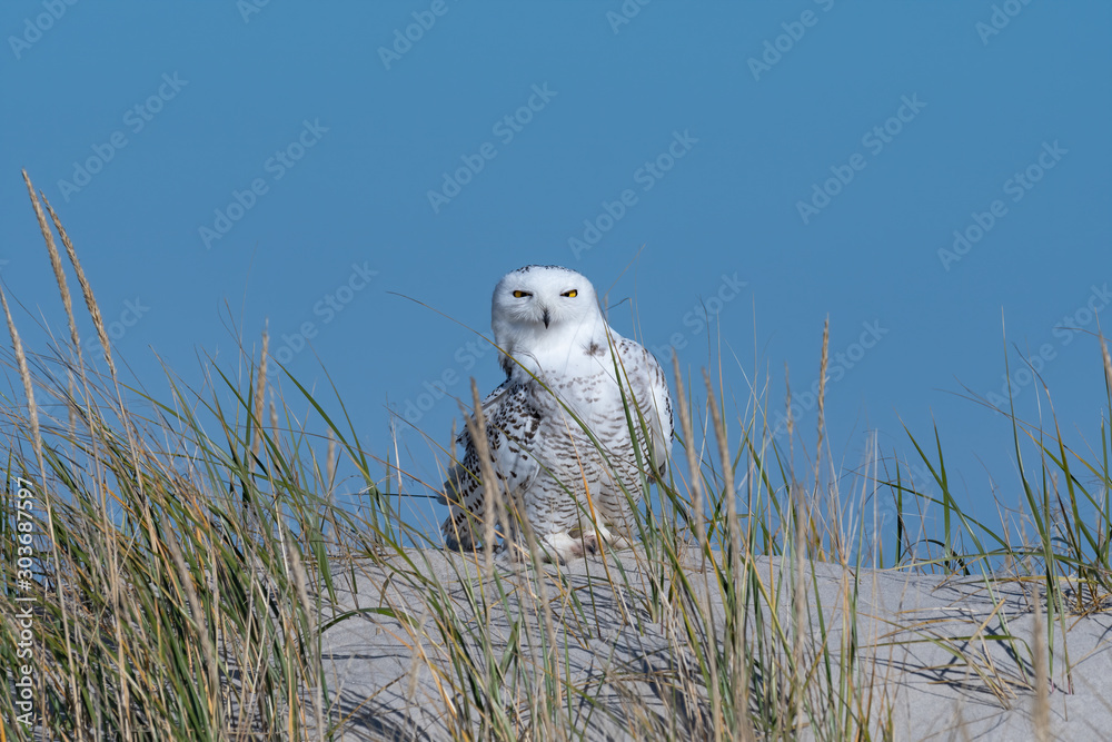 Fototapeta premium A Snowy Owl perched on a dune with beachgrass.