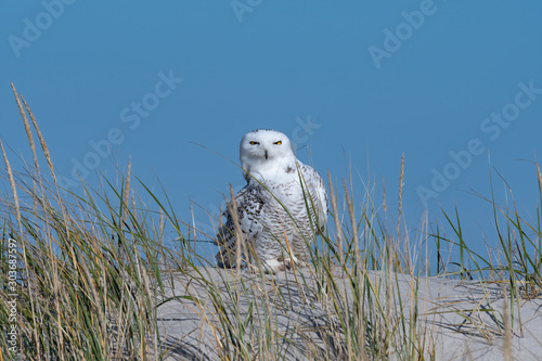 A Snowy Owl perched on a dune with beachgrass.
