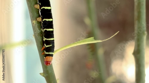 Pseudosphinx Caterpillar in the Garden walking in the plant photo