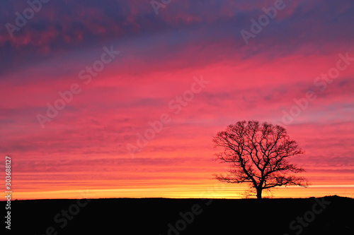 lonely tree at sunset against a background of pink sky