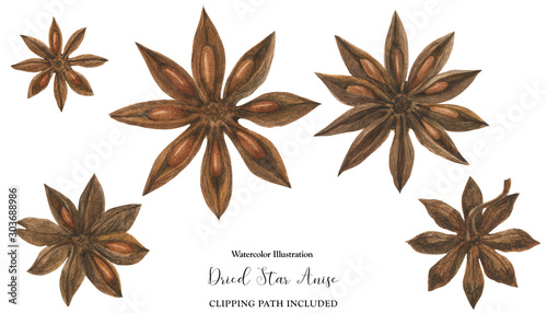 Dried Star Anise flowers, watercolor illustration photo