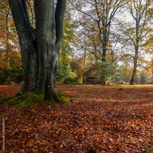 Autumn leaves fallen in the new forest 