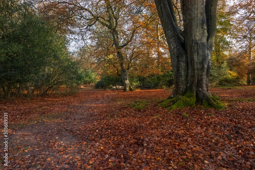 Autumn leaves fallen in the new forest 