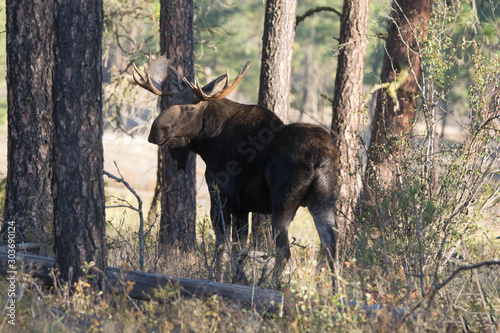Bull Moose in Woods 